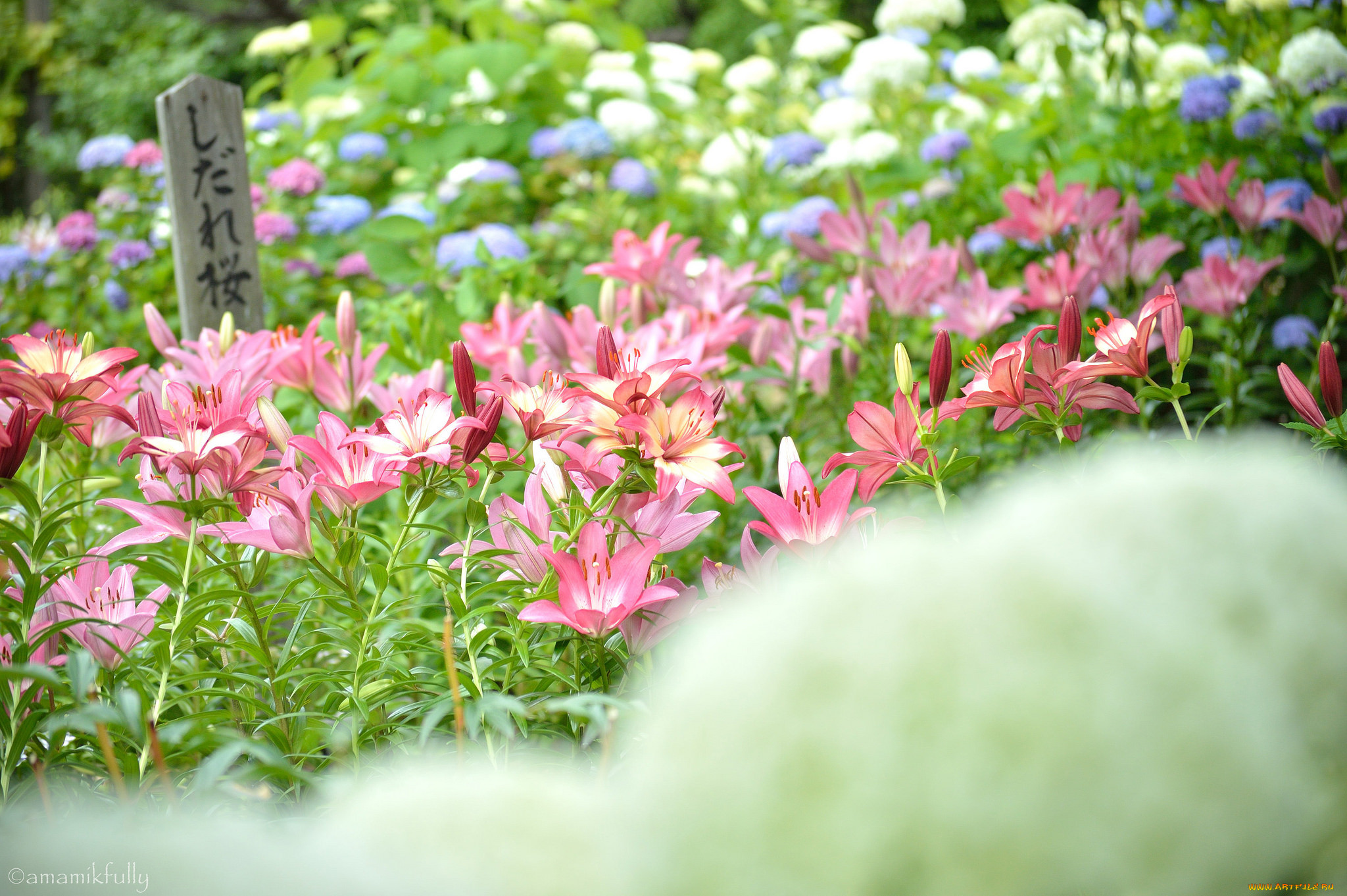 , ,  , , , blooms, , buds, pink, lily